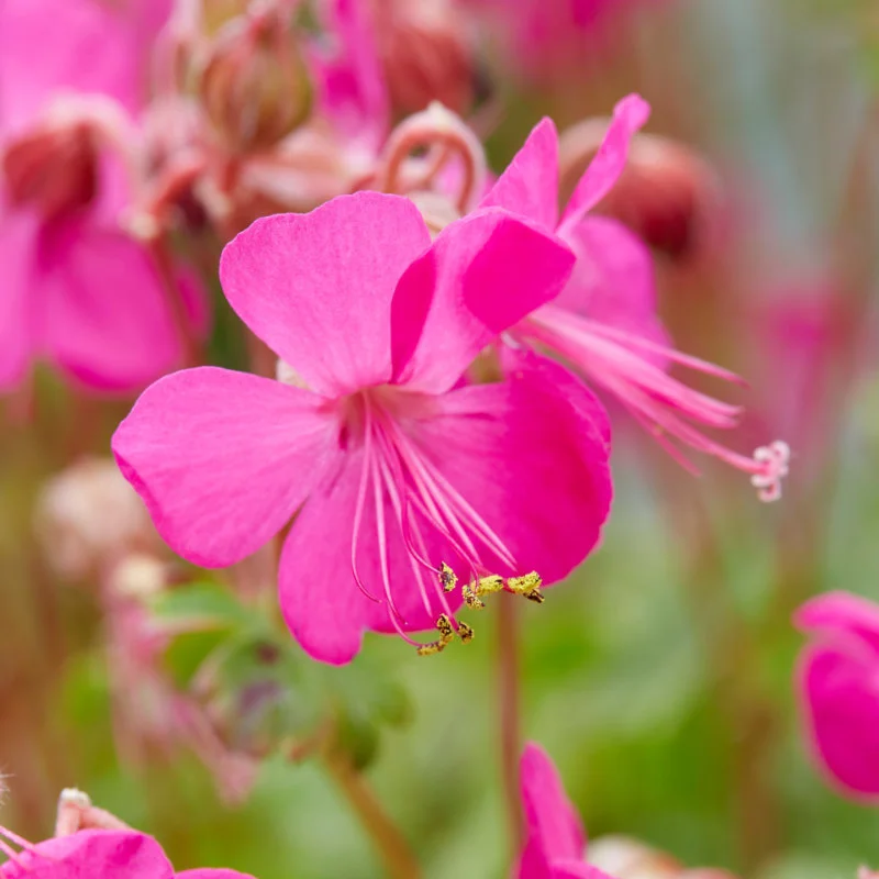 Geranium cant. 'Intense'®