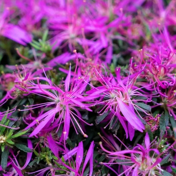 Азалия StarStyle®