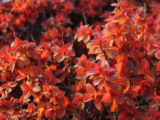 Spiraea ZEN'SPIRIT®