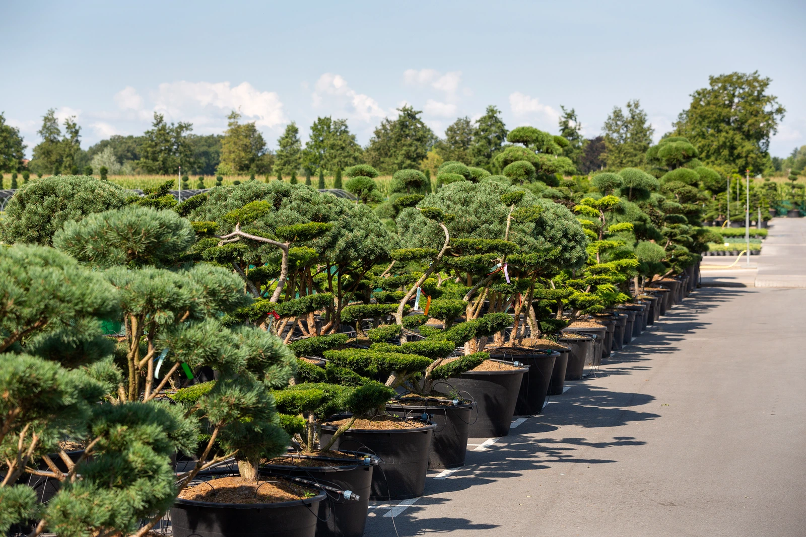 Собственное производство