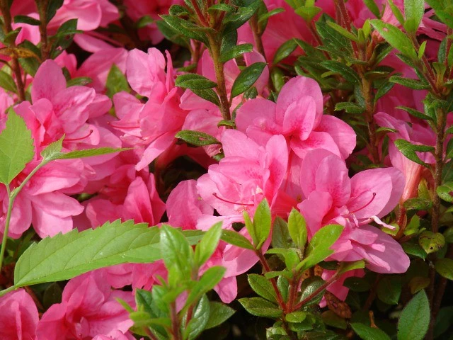 Encore Azalea®