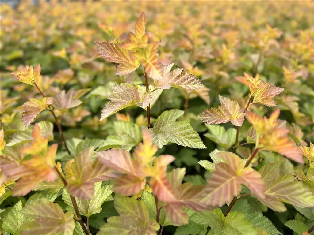 Aanmelden voor de webshop