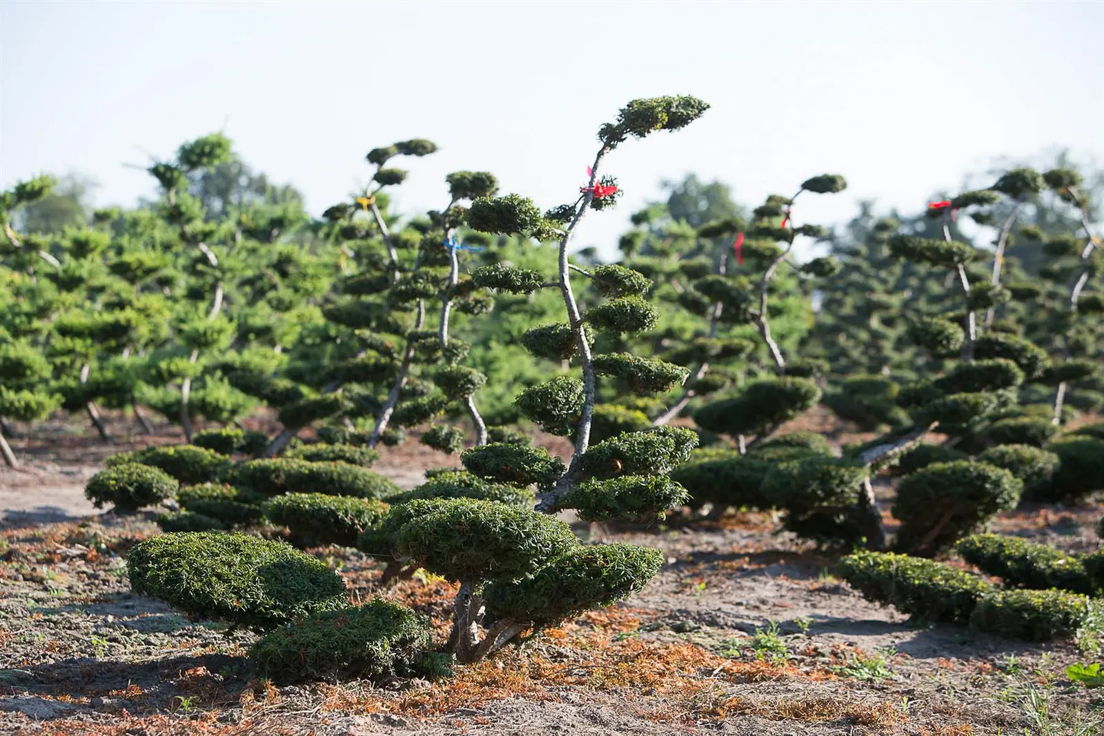 Bonsais & 
Formgehölze