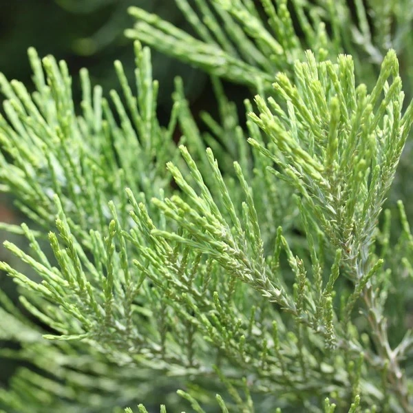 Redwood Collection®